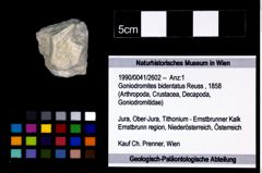 Foto (Objekt + Etikett) von Goniodromites bidentatus (Reuss, 1858)  (NHMW-GEO-1990-0041-2602)
